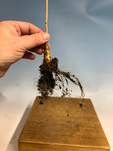 Load image into Gallery viewer, Chinese Blue Wisteria Bare Root