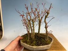 Load image into Gallery viewer, Japanese Maple Forest-Koyo pot-002