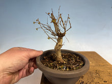 Load image into Gallery viewer, Zelkova, Japanese Import 002