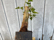 Load image into Gallery viewer, Trident Maple #12