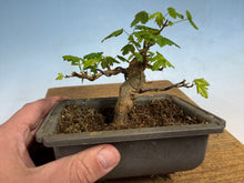 Load image into Gallery viewer, Trident Maple 013