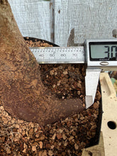 Load image into Gallery viewer, Trident Maple #32