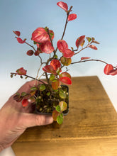 Load image into Gallery viewer, Rockspray Cotoneaster