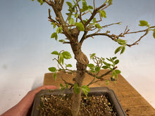 Load image into Gallery viewer, Chinese Hackberry, Celtis 005