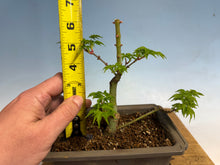 Load image into Gallery viewer, Shishigashira Japanese Maple 013
