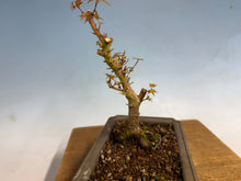 Load image into Gallery viewer, Kotohime Japanese Maple-004