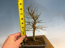 Load image into Gallery viewer, Chinese Hackberry, Celtis 001