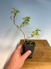 Load image into Gallery viewer, Japanese Crepe Myrtle (final inventory)