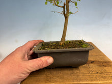 Load image into Gallery viewer, Chinese Hackberry, Celtis 004