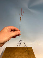 Load image into Gallery viewer, Japanese Maple Bare Root- Standard 6-10”