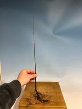 Load image into Gallery viewer, Bald Cypress Bare Root-Large Size 12-20”