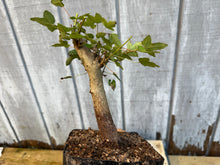 Load image into Gallery viewer, Trident Maple #3