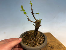 Load image into Gallery viewer, Chinese Quince 009