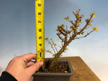 Load image into Gallery viewer, Kotohime Japanese Maple-006-air layer