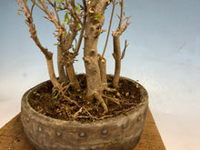 Load image into Gallery viewer, Trident Maple-Shohin Clump