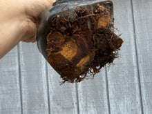 Load image into Gallery viewer, Zelkova, Japanese Grey Bark Elm #20
