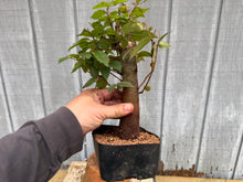 Load image into Gallery viewer, Zelkova, Japanese Grey Bark Elm #13