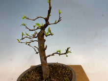 Load image into Gallery viewer, Chinese Quince 005