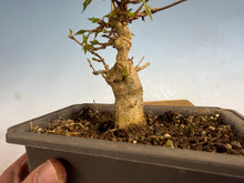 Load image into Gallery viewer, Trident Maple 005