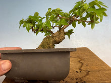 Load image into Gallery viewer, Trident Maple 025