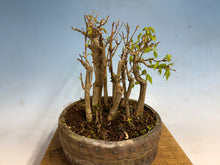 Load image into Gallery viewer, Trident Maple-Shohin Clump