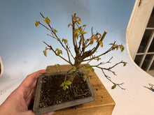 Load image into Gallery viewer, Zelkova, Japanese Grey Bark Elm 011