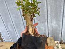 Load image into Gallery viewer, Japanese Crepe Myrtle #1