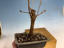 Load image into Gallery viewer, Dawn Redwood 001