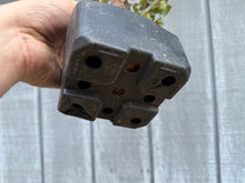 Load image into Gallery viewer, Zelkova, Japanese Grey Bark Elm #18