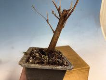 Load image into Gallery viewer, Dawn Redwood 001