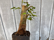 Load image into Gallery viewer, Trident Maple #12