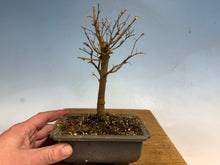 Load image into Gallery viewer, Zelkova, Japanese Grey Bark Elm 004