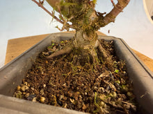 Load image into Gallery viewer, Kotohime Japanese Maple-009