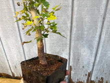 Load image into Gallery viewer, Trident Maple #11
