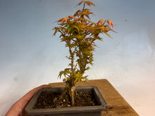Load image into Gallery viewer, Kotohime Japanese Maple-009