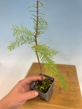 Load image into Gallery viewer, Bald Cypress