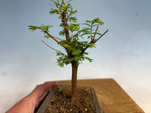 Load image into Gallery viewer, Dawn Redwood 004