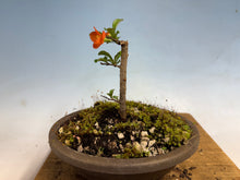 Load image into Gallery viewer, Chojubai 006