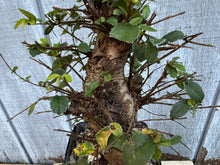 Load image into Gallery viewer, Chinese Elm #4