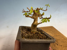 Load image into Gallery viewer, Trident Maple 006