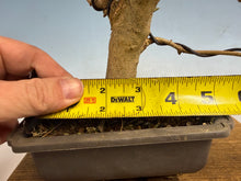 Load image into Gallery viewer, Trident Maple 002