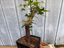 Load image into Gallery viewer, Trident Maple #31