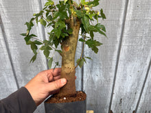 Load image into Gallery viewer, Trident Maple #21