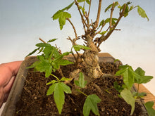 Load image into Gallery viewer, Trident Maple 018