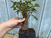 Load image into Gallery viewer, Zelkova, Japanese Grey Bark Elm #18
