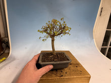 Load image into Gallery viewer, Zelkova, Japanese Grey Bark Elm 012