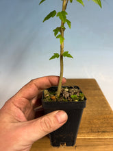 Load image into Gallery viewer, Trident Maple