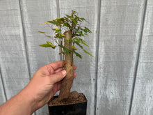 Load image into Gallery viewer, Trident Maple #36