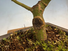 Load image into Gallery viewer, Shishigashira Japanese Maple 005