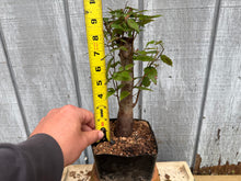Load image into Gallery viewer, Zelkova, Japanese Grey Bark Elm #2